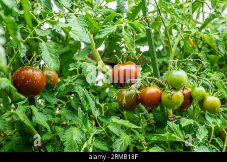 KAKAO F1 TOMATE HYBRID. Runde Früchte Reifen bis dunkelbraun mit grünem Kragen. Wassertropfen. Stockfoto