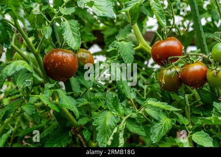 KAKAO F1 TOMATE HYBRID. Runde Früchte Reifen bis dunkelbraun mit grünem Kragen. Wassertropfen. Stockfoto