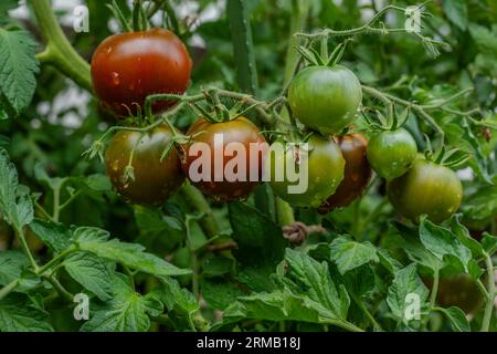 KAKAO F1 TOMATE HYBRID. Runde Früchte Reifen bis dunkelbraun mit grünem Kragen. Wassertropfen. Stockfoto