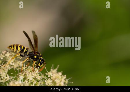 Vespula vulgaris Familie Vespidae Gattung Vespula gemeine Wespe wilde Natur Insektentapete Stockfoto