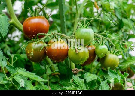 KAKAO F1 TOMATE HYBRID. Runde Früchte Reifen bis dunkelbraun mit grünem Kragen. Wassertropfen. Stockfoto