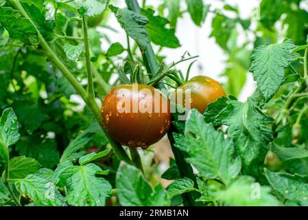 KAKAO F1 TOMATE HYBRID. Runde Früchte Reifen bis dunkelbraun mit grünem Kragen. Wassertropfen. Stockfoto