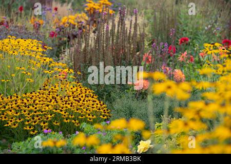 Bee Loving Black Eyed Susan rudbeckia fördert in einem gemischten Pflanzensystem im Celebration Garden, Aylett Nurseries, St Albans, Herts UK Stockfoto