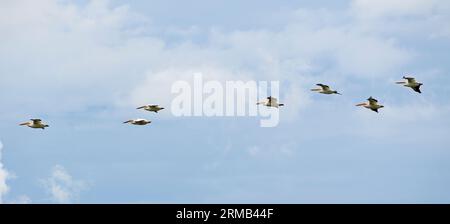 Amerikanische weiße Pelikane (Pelecanus erythrorhynchos) fliegen über das Big Stone National Wildlife Refuge in Minnesota. Stockfoto