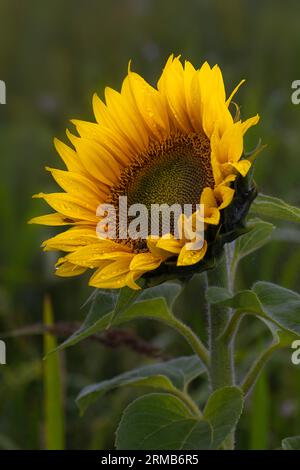 Sonnenblume Helianthus annuus inmitten einer Wildbedeckung auf Norfolk Farmland, Großbritannien. Stockfoto
