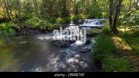 Am Tag fließt ein üppiger Bach durch einen dichten Wald in Maine Stockfoto