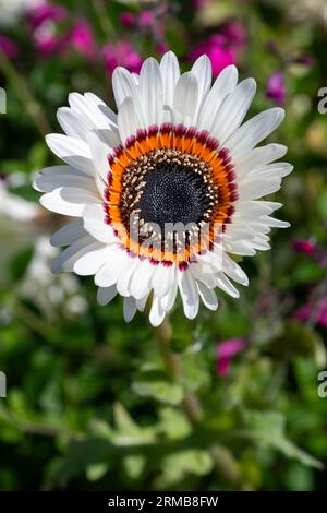 Nahaufnahme eines Monarchen der blühenden Veldt-Blume (Arctotis fastuosa) Stockfoto