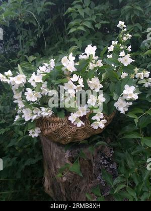 Sommerhintergrund: Weidenkorb mit falschen Jasminblumen auf einem alten Stumpf unter grünen Blättern Stockfoto