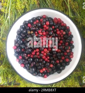 Sommer köstlicher Hintergrund: Reife schwarze und rote Johannisbeeren in einer weißen Schüssel, hell beleuchtet von der Sonne, auf Dillgras stehend. Draufsicht. Stockfoto