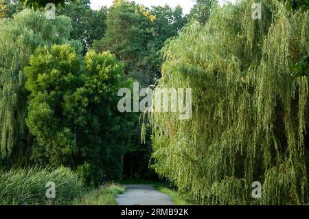 Die alte Asphaltstraße führt in die Entfernung zwischen grünem Gras und Bäumen Stockfoto