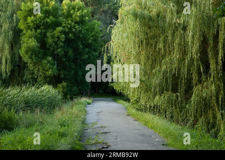 Die alte Asphaltstraße führt in die Entfernung zwischen grünem Gras und Bäumen Stockfoto