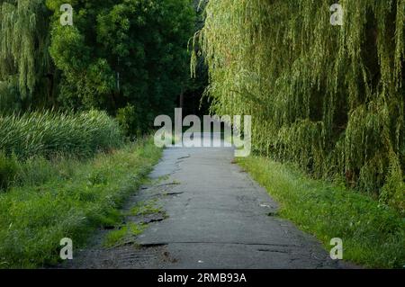 Die alte Asphaltstraße führt in die Entfernung zwischen grünem Gras und Bäumen Stockfoto