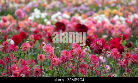 Atemberaubende rosa Blumen von Josudi Mercury Dahlia, fotografiert im Celebration Garden, Aylett Nurseries, St Albans, Hertfordshire UK im Spätsommer. Stockfoto