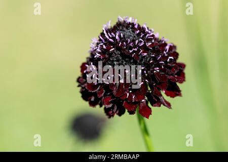 Nahaufnahme einer schwarzen Ritterkissenblume (scabiosa atropurpurea) in Blüte Stockfoto