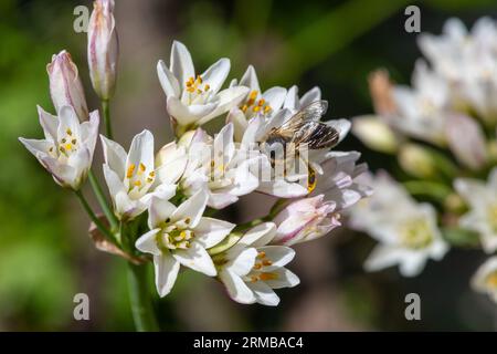 Nahaufnahme von dünnen Blüten mit falschem Knoblauch (Nothoscordum gracile) in Blüte Stockfoto