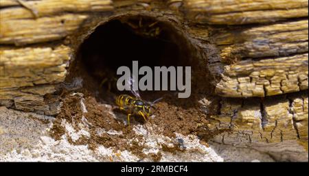 Paper Wasp, Polistes sp, Flapping Wings für Erwachsene am Nest Entrance, Normandie in Frankreich Stockfoto