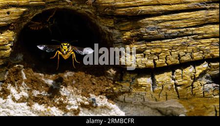 Paper Wasp, Polistes sp, Flapping Wings für Erwachsene am Nest Entrance, Normandie in Frankreich Stockfoto