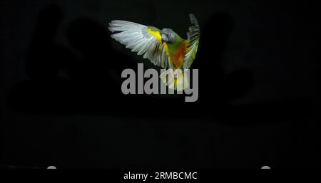Senegal Parrot, Poicephalus senegalus, Erwachsener im Flug Stockfoto