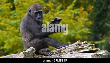 Eastern Lowland Gorilla, Gorilla graueri, Young Stockfoto