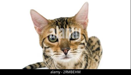 Brown Spotted Tabby Bengal Hauskatze stehen vor weißem Hintergrund Stockfoto