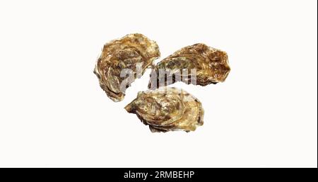 Französische Austern genannt Marennes d'Oleron, frischen Fisch und Meeresfrüchte vor weißem Hintergrund Stockfoto