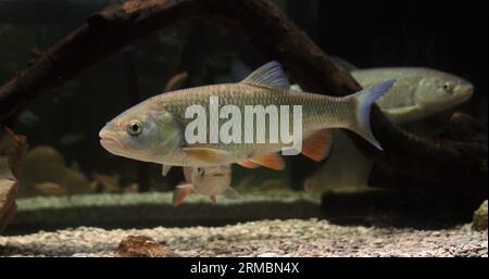 Dace, Leuciscus leuciscus, Erwachsene schwimmend Stockfoto