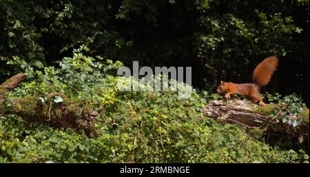 Rotes Eichhörnchen, Sciurus vulgaris, Erwachsener springt auf einem Baumstamm, Normandie in Frankreich Stockfoto