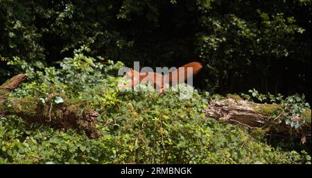 Rotes Eichhörnchen, Sciurus vulgaris, Erwachsener springt auf einem Baumstamm, Normandie in Frankreich Stockfoto