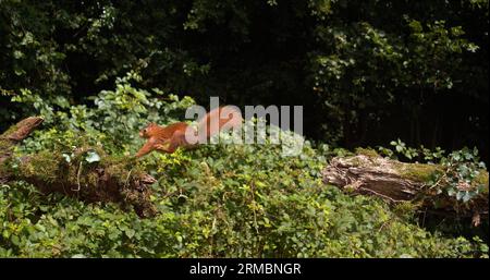 Rotes Eichhörnchen, Sciurus vulgaris, Erwachsener springt auf einem Baumstamm, Normandie in Frankreich Stockfoto