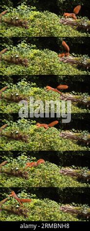 Rotes Eichhörnchen, Sciurus vulgaris, Erwachsener springt auf einem Baumstamm, Normandie in Frankreich Stockfoto