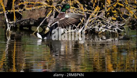 Stockente, anas platyrhynchos, Erwachsener männlicher Schnarchen, Teich in der Camargue in der Nähe von Saintes Maries de la Mer Stockfoto