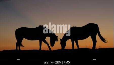 Camargue Horse, Pferde bei Sunrise, Saintes Marie de la Mer in Camargue, in Südfrankreich Stockfoto