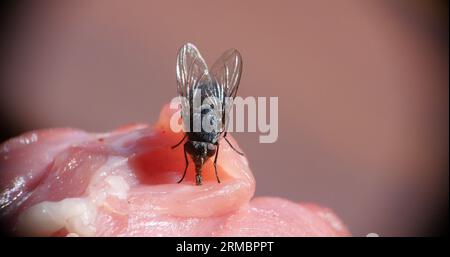 Fliegen Sie auf einem Stück Meet in der Normandie in Frankreich Stockfoto