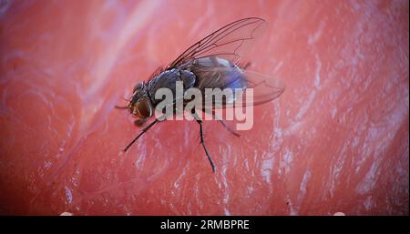 Fliegen Sie auf einem Stück Meet in der Normandie in Frankreich Stockfoto