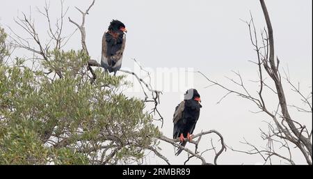 Bateleur Eagle, Terathopius ecaudatus, Paar hoch oben auf Tree, Masai Mara Park in Kenia Stockfoto