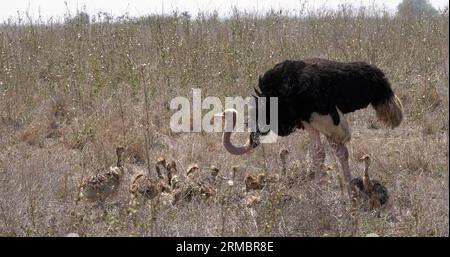 Strauß, struthio camelus, Männchen und Küken, die durch Savannah, Nairobi Nationalpark in Kenia spazieren Stockfoto