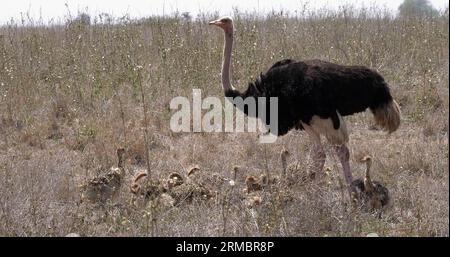 Strauß, struthio camelus, Männchen und Küken, die durch Savannah, Nairobi Nationalpark in Kenia spazieren Stockfoto