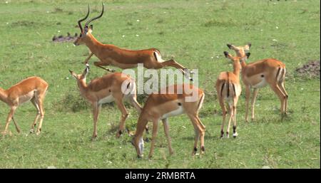 Impala, aepyceros melampus, Herde von Weibchen, Männerlauf, Masai Mara Park in Kenia Stockfoto