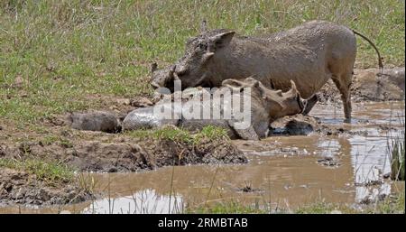 Warzenschwein, phacochoerus aethiopicus, Paar mit Schlammbad, Nairobi Park in Kenia Stockfoto