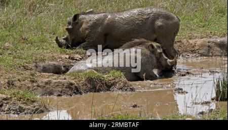 Warzenschwein, phacochoerus aethiopicus, Paar mit Schlammbad, Nairobi Park in Kenia Stockfoto