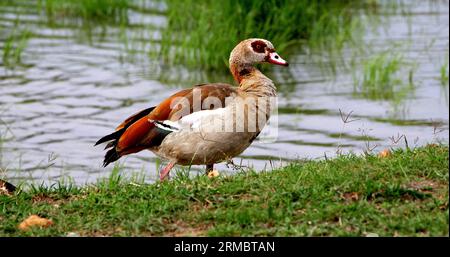 Ägyptische Gänse, alopochen aegyptiacus, Erwachsener steht in der Nähe von Wasser, Masai Mara Park in Kenia Stockfoto