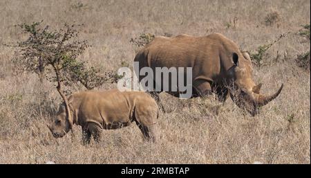 White Rhinoceros, ceratotherium simum, Mother and Calf, Nairobi Park in Kenia Stockfoto