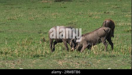 Warzenschwein, phacochoerus aethiopicus, Kampf gegen Erwachsene, Nairobi Park in Kenia Stockfoto