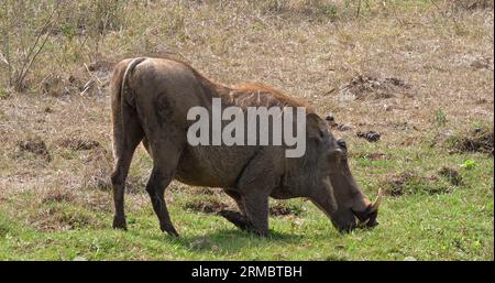 Warzenschwein, phacochoerus aethiopicus, Erwachsene, die Gras essen, Nairobi Park in Kenia. Stockfoto