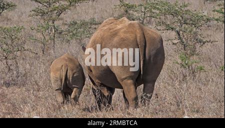 White Rhinoceros, ceratotherium simum, Mother and Calf, Nairobi Park in Kenia Stockfoto