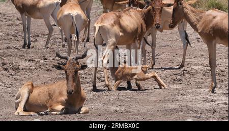 Hartebeest, Alcelaphus buselaphus, Herde in Savanna, Jungtiersuckling, Nairobi Park in Kenia Stockfoto