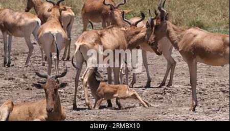 Hartebeest, Alcelaphus buselaphus, Herde in Savanna, Jungtiersuckling, Nairobi Park in Kenia Stockfoto