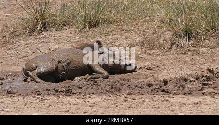 Warzenschwein, phacochoerus aethiopicus, Erwachsener mit Schlammbad, Nairobi Park in Kenia Stockfoto