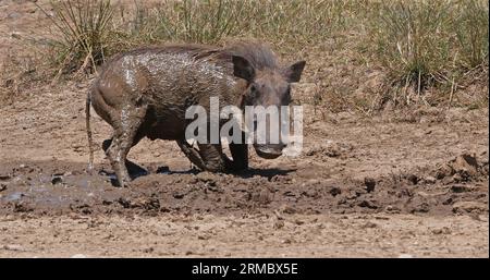 Warzenschwein, phacochoerus aethiopicus, Erwachsener mit Schlammbad, Nairobi Park in Kenia Stockfoto