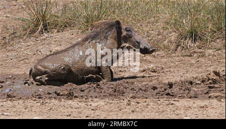 Warzenschwein, phacochoerus aethiopicus, Erwachsener mit Schlammbad, Nairobi Park in Kenia Stockfoto